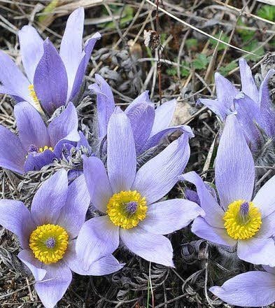 Kuhschellen auf der Osterkuppe an der Numburg