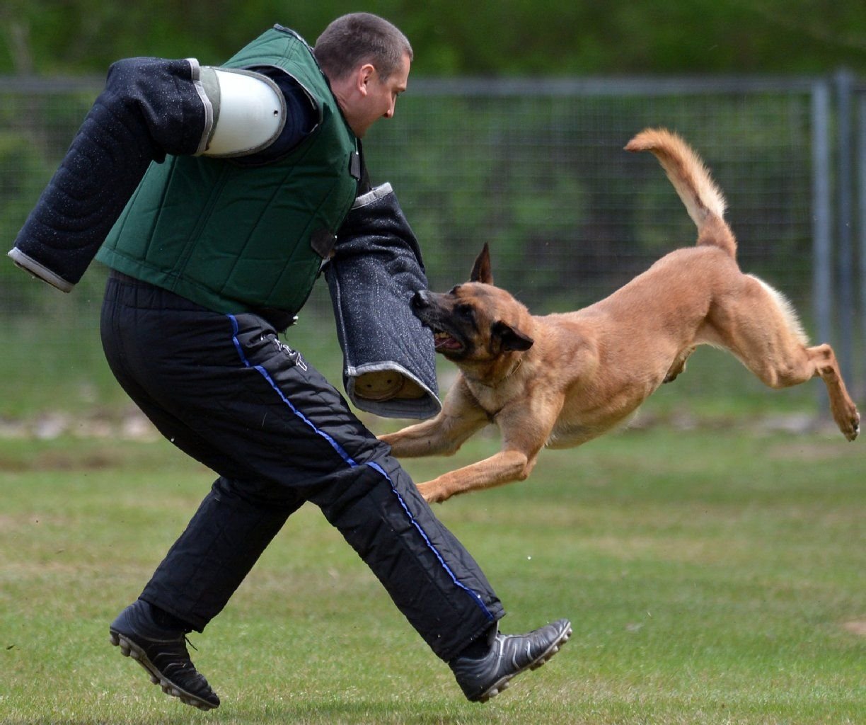 Auf dem Gelände der Diensthundeführerschule in Bad Schmiedeberg. Ein Diensthund der Rasse Malinois stellt einen potentiellen Angreifer.