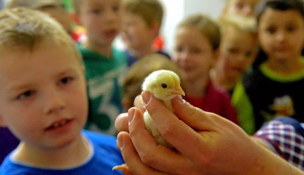 Mädchen und Jungen der Luisenschule beobachten in der KVHS, wie Küken schlüpfen.