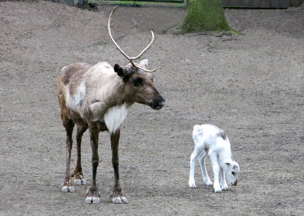 Rentierdame Erika und ihr frisch geborener Nachwuchs im Tierpark in Dessau.