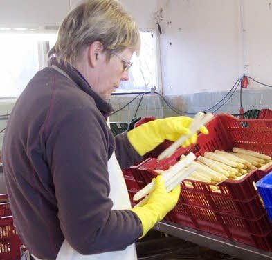 Doris Löbnitz legt den gewaschenen Spargel in die Kisten (Mi.).