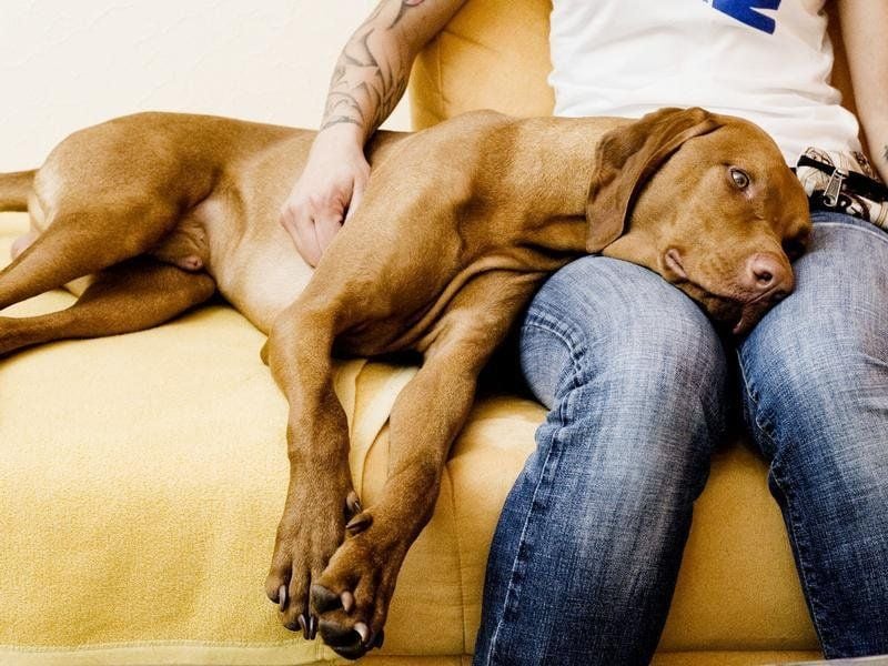 Treue Begleiter: Laut Experten kann ein Hund seinem Herrchen zwar sehr gut tun, einen menschlichen Partner kann er nicht ersetzen.