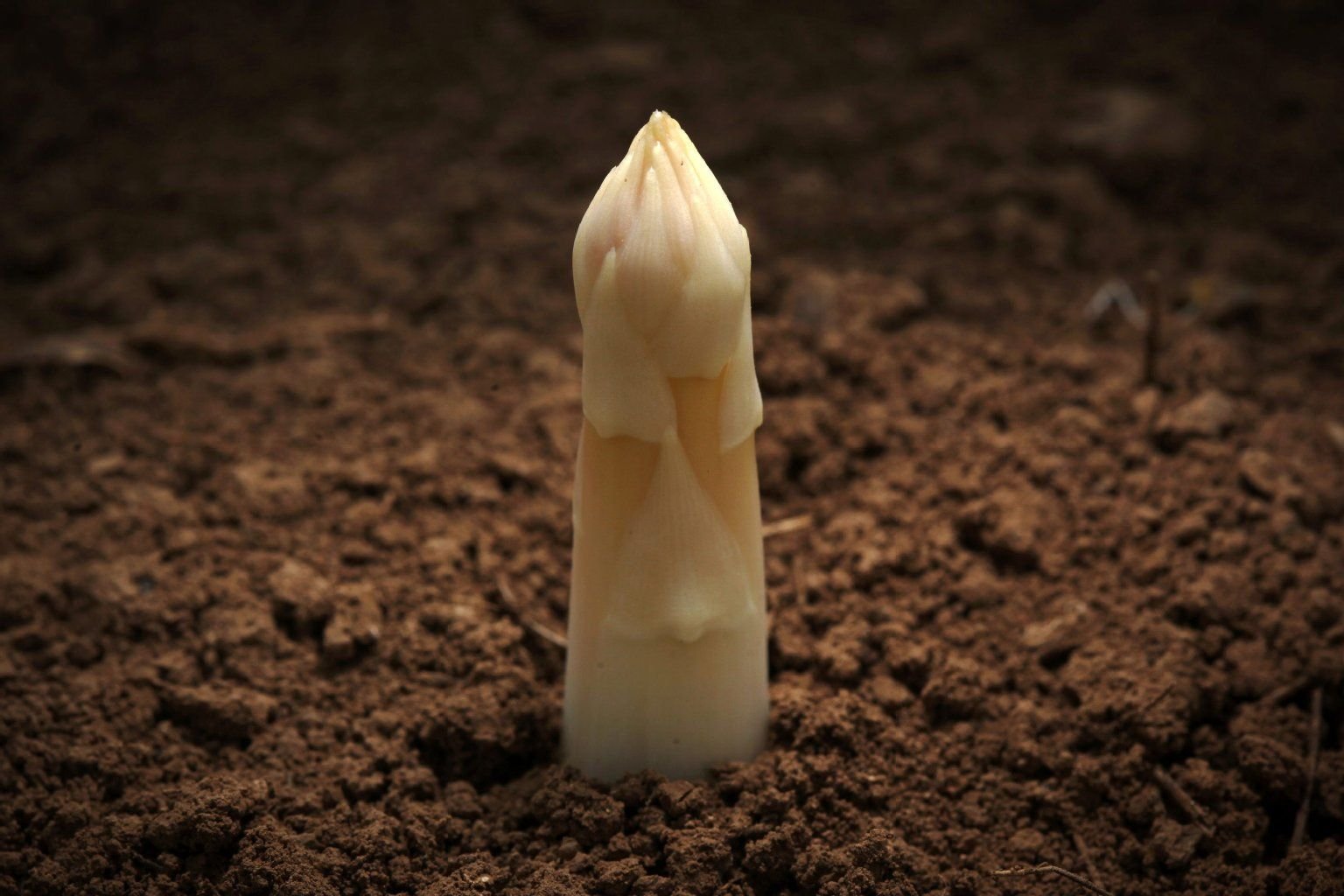 Spargel wirkt luststeigernd, heißt es. Aber stimmt das auch?