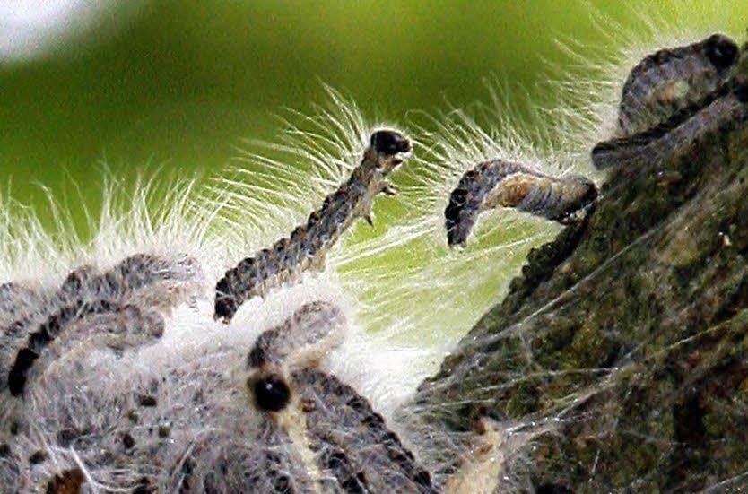 Die Nesselhaare der Raupen lösen allergische Reaktionen aus.