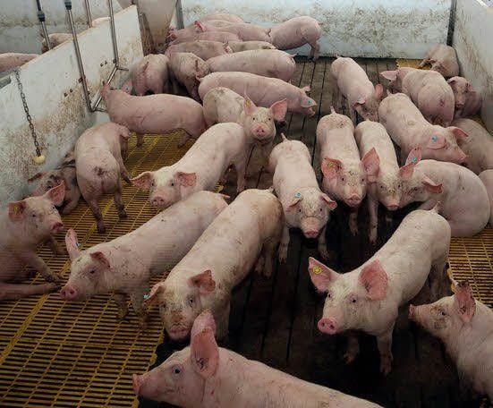 Blick in eine Ferkel-Box in der Schweinemastanlage Gerbisbach.