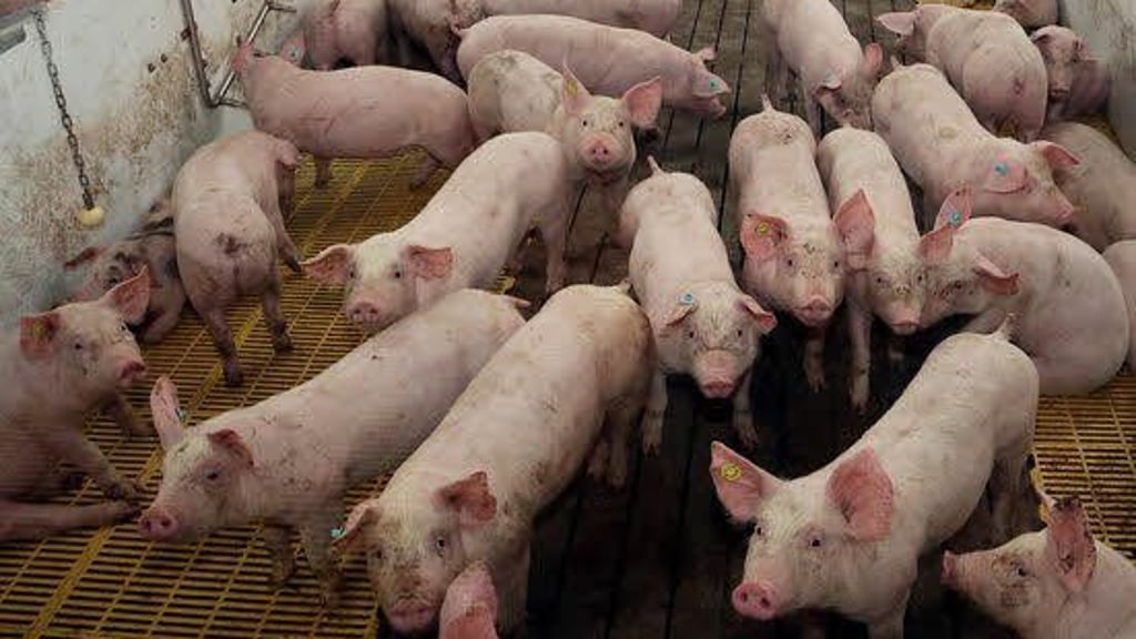 Anlage Bei Gerbisbach Anlage Bei Gerbisbach Schweine Mastkomplex Geöffnet 1588