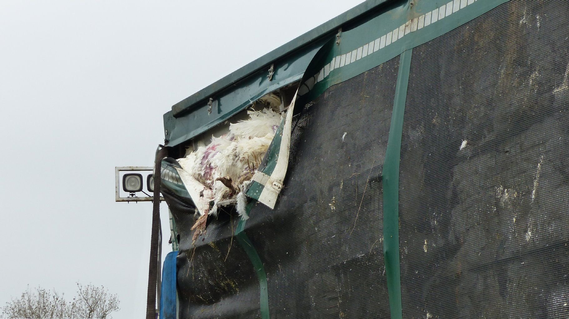 Der Tiertransport-Anhänger ist durch den Unfall an einer Seite aufgerissen, viele Käfige mit Puten im Innern haben sich verschoben.