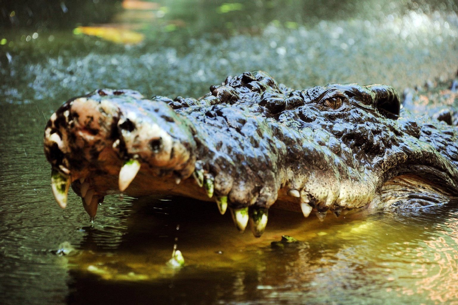 Ein ausgewachsenes Krokodil haben Feuerwehrleute in einem Stausee auf Kreta entdeckt. (Symbolbild)