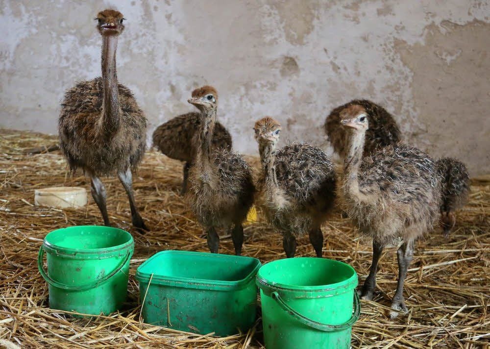 Ziemlich strubbelig sehen die jungen Strauße aus, fast wie Igel.