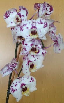 Das Naturkundemuseum zeigt Orchideen als Lebenskünstler.