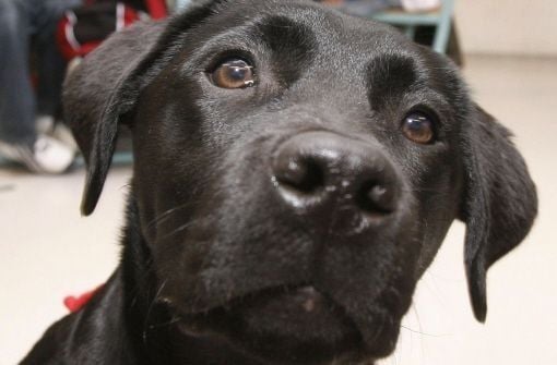 Wurde in einer Leipziger Tierpension ein Hund missbraucht?