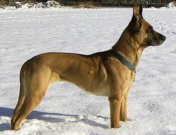 So sieht ein Malinoi aus. Das ist ein Symbolfoto, der gefundene Hund ist scheu und schwer zu fotografieren.