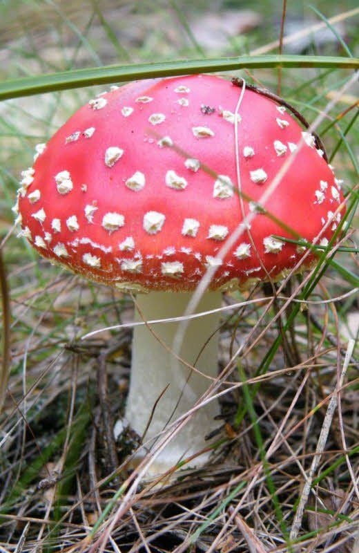 Ein Blickfang, aber giftig: der Fliegenpilz