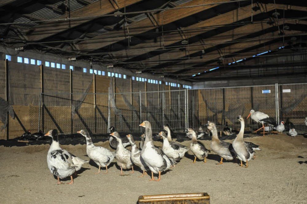Die Halle bietet genug Platz für die rund 100 Tiere.