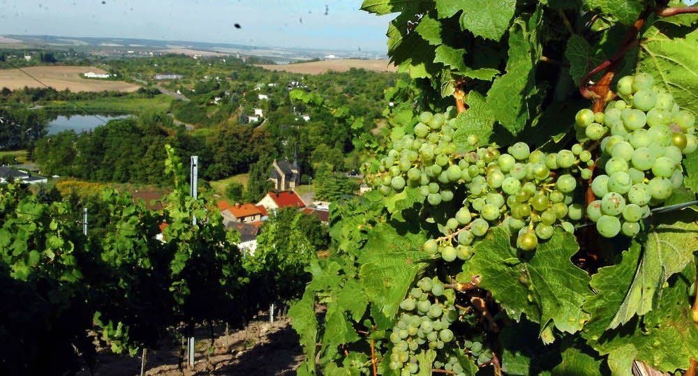 Im Weinbaugebiet Höhnstedt rüsten die Winzer zum Federweißerfest.