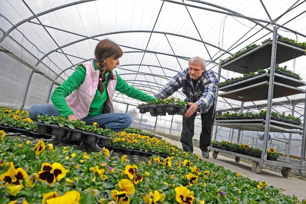 Jörg Handt und seine Mitarbeiterin Astrid Wollenheit müssen Platz für die Sommerblumen machen.