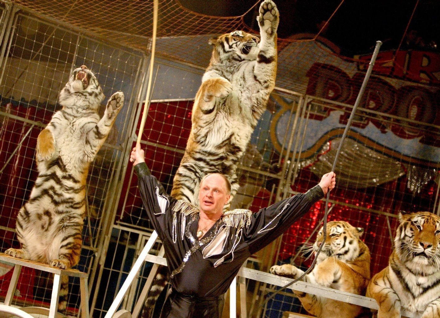 Rüdiger Probst mit seiner Tigerdressur steht am 12.03.2004 im Zirkus Probst in Aschersleben in der Manege.