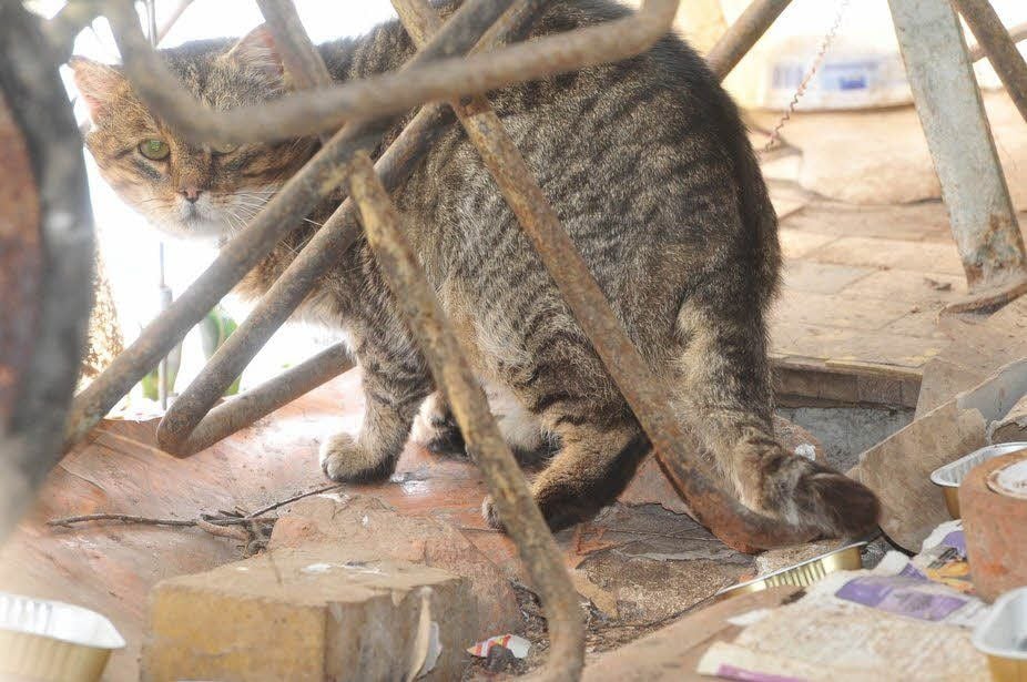 Die Katzen in der Gartenanlage sind verängstigt.