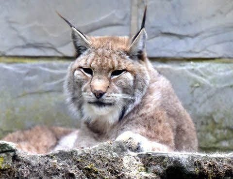 Eines der beiden Luchs-Weibchen im Weißenfelser Heimatnaturgarten