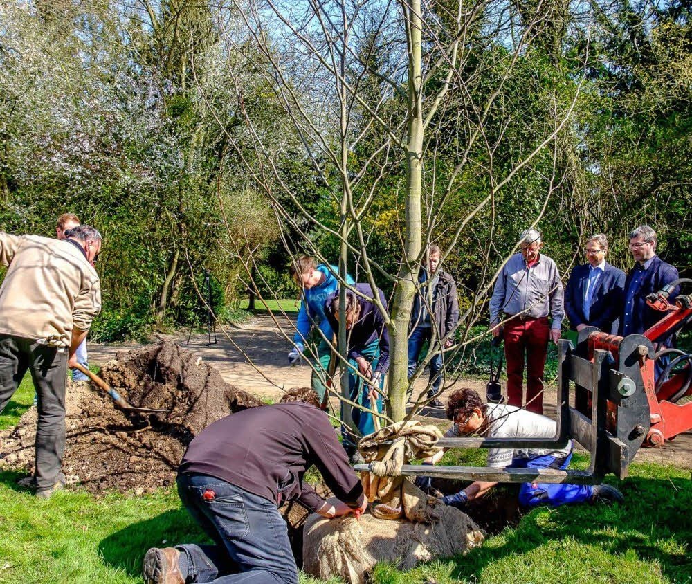 Einer von insgesamt 13 gespendeten Tulpenbäumen wird im Elysium eingepflanzt.