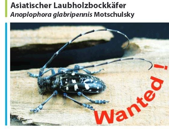 Der Asiatische Laubholzbockkäfer