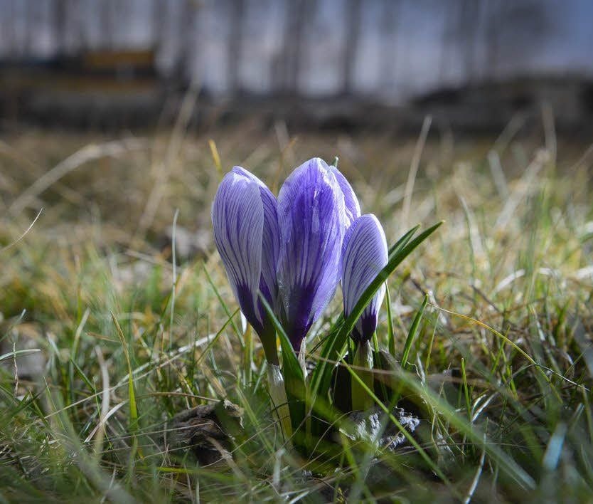 Krokusse hat es vorher auf dem Campingplatz nicht gegeben.