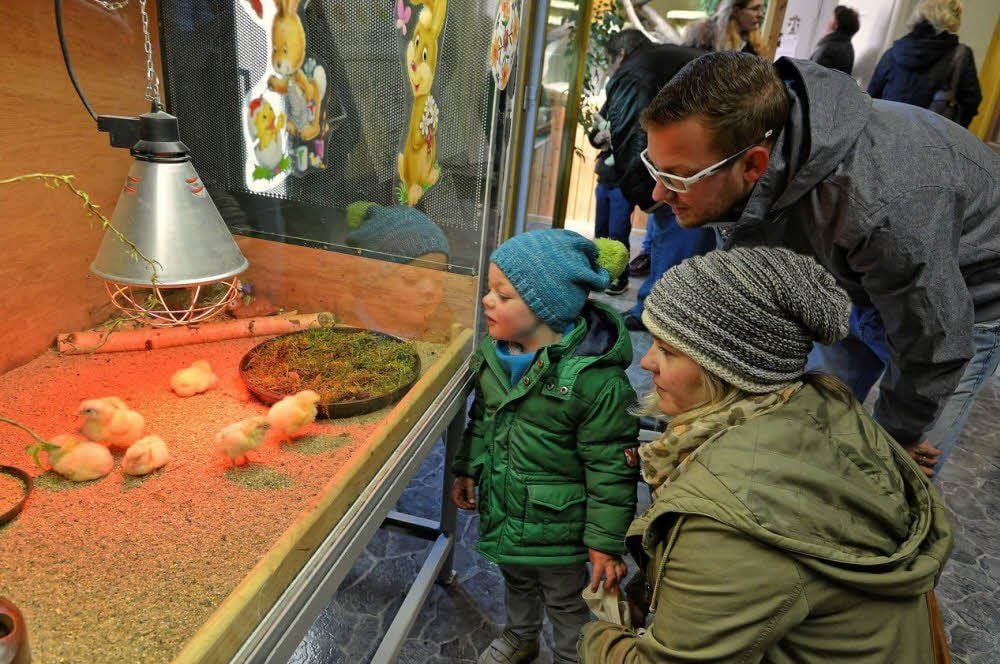 Im Terrarium des Dessauer Tierparks konnten Küken beim Schlüpfen beobachtet werden