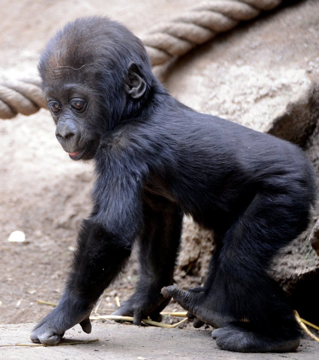 Das Gorilla-Baby Jengo ist im Zoo Leipzig gestorben.