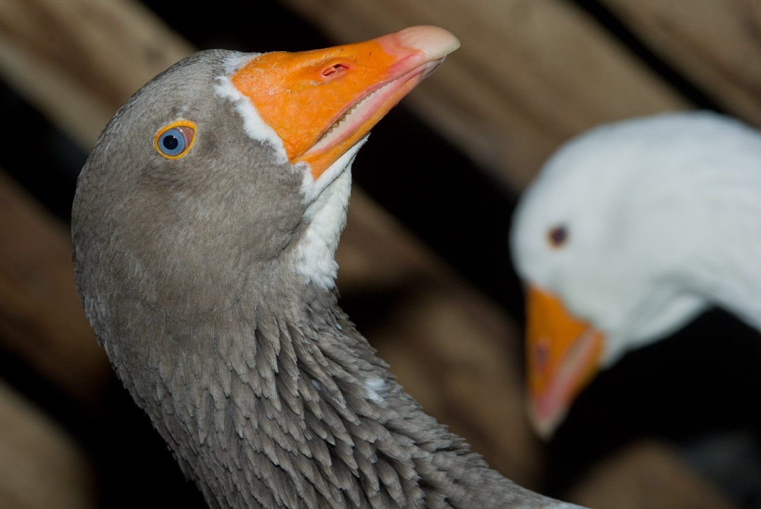 Pommerngänse in einem Stall im Tierpark Stralsund. In der Region wurde nach dem Fund einer mit H5N8 infizierten Krickente Stallpflicht angeordnet.