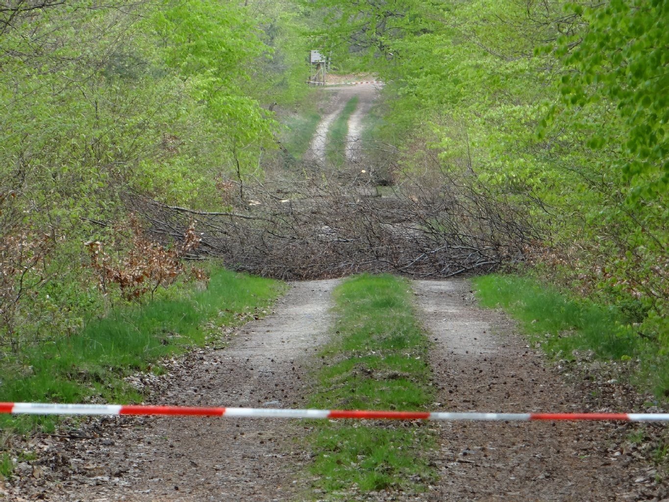 Gesperrt: Nach Fällarbeiten bei Söllichau ist der Waldweg weiterhin gesperrt.