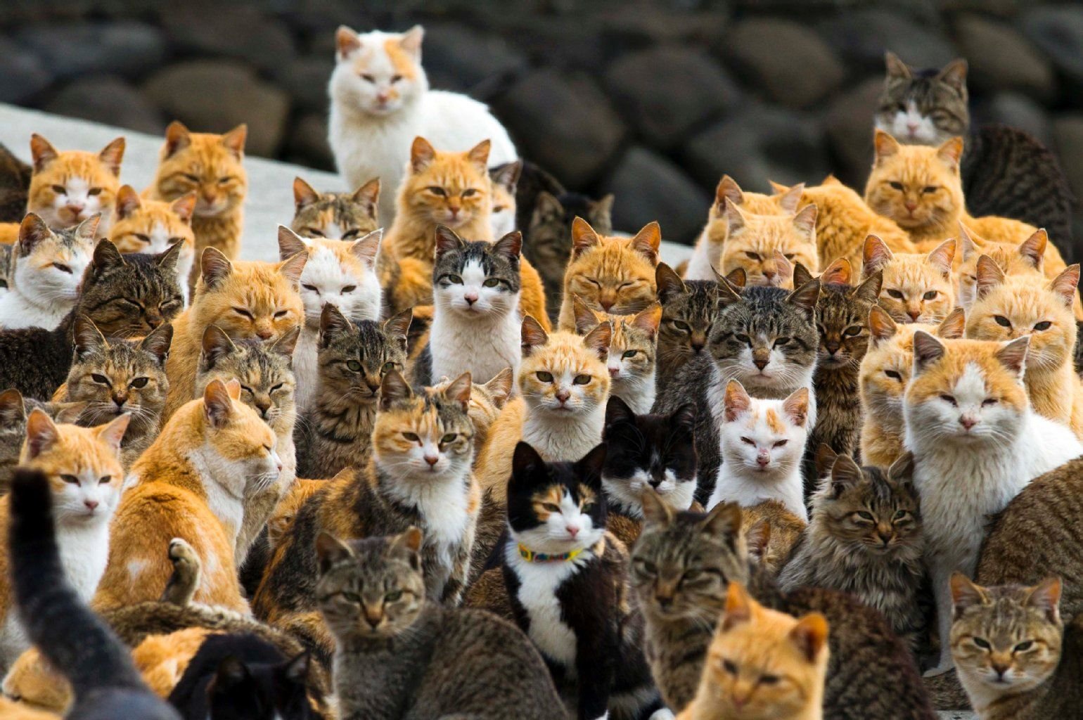 Grund für den Anstieg der Touristen sind Katzen. 120 von ihnen bevölkern die Insel.