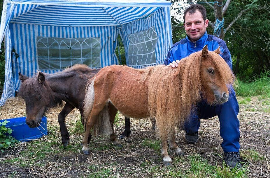 Gerd Seidemann freut sich, dass Zwergpony „Susi“ (vorn) wieder da ist.
