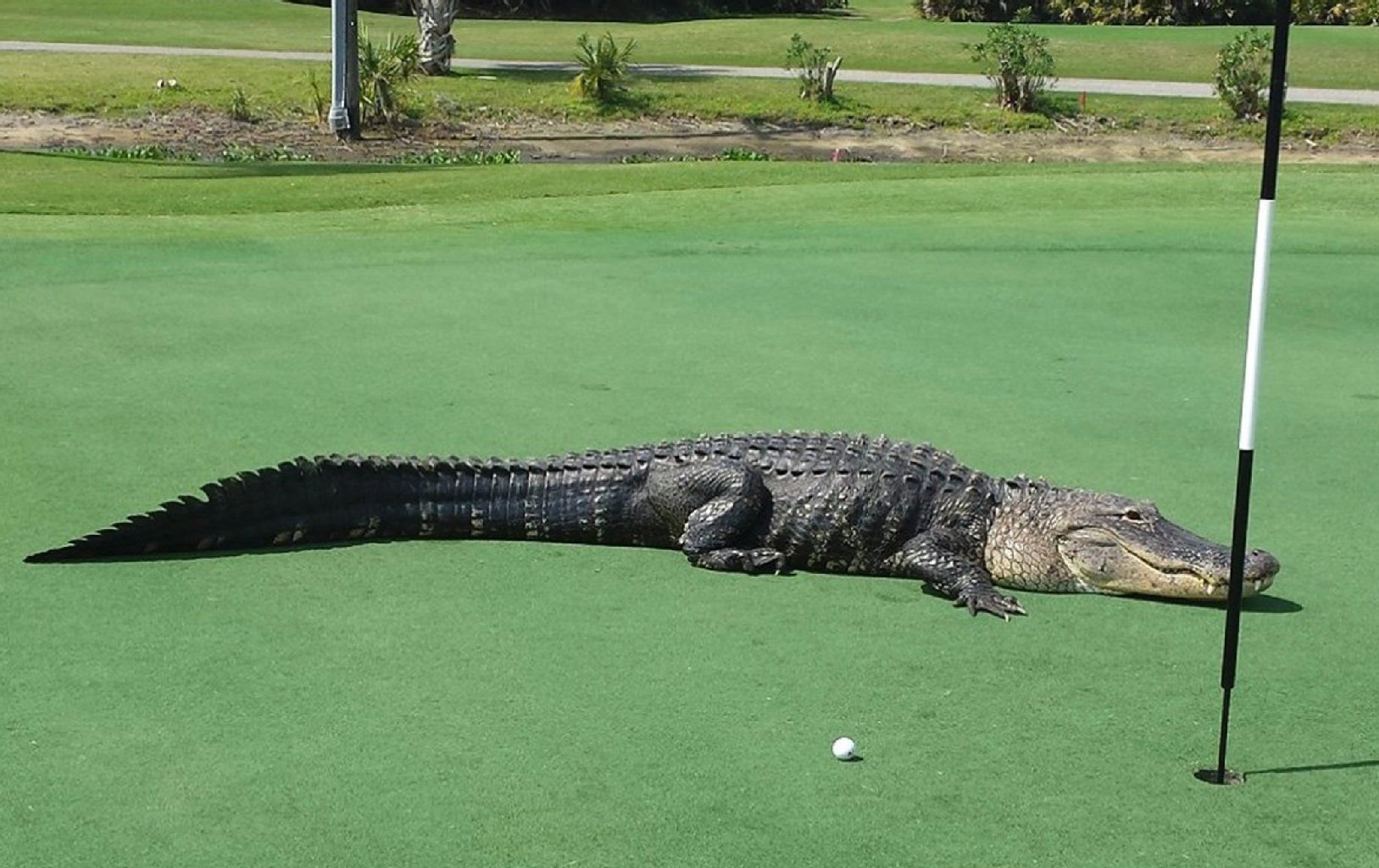 Auf einem Golfkurs in Florida entspannte sich ein ziemlich großer Alligator.