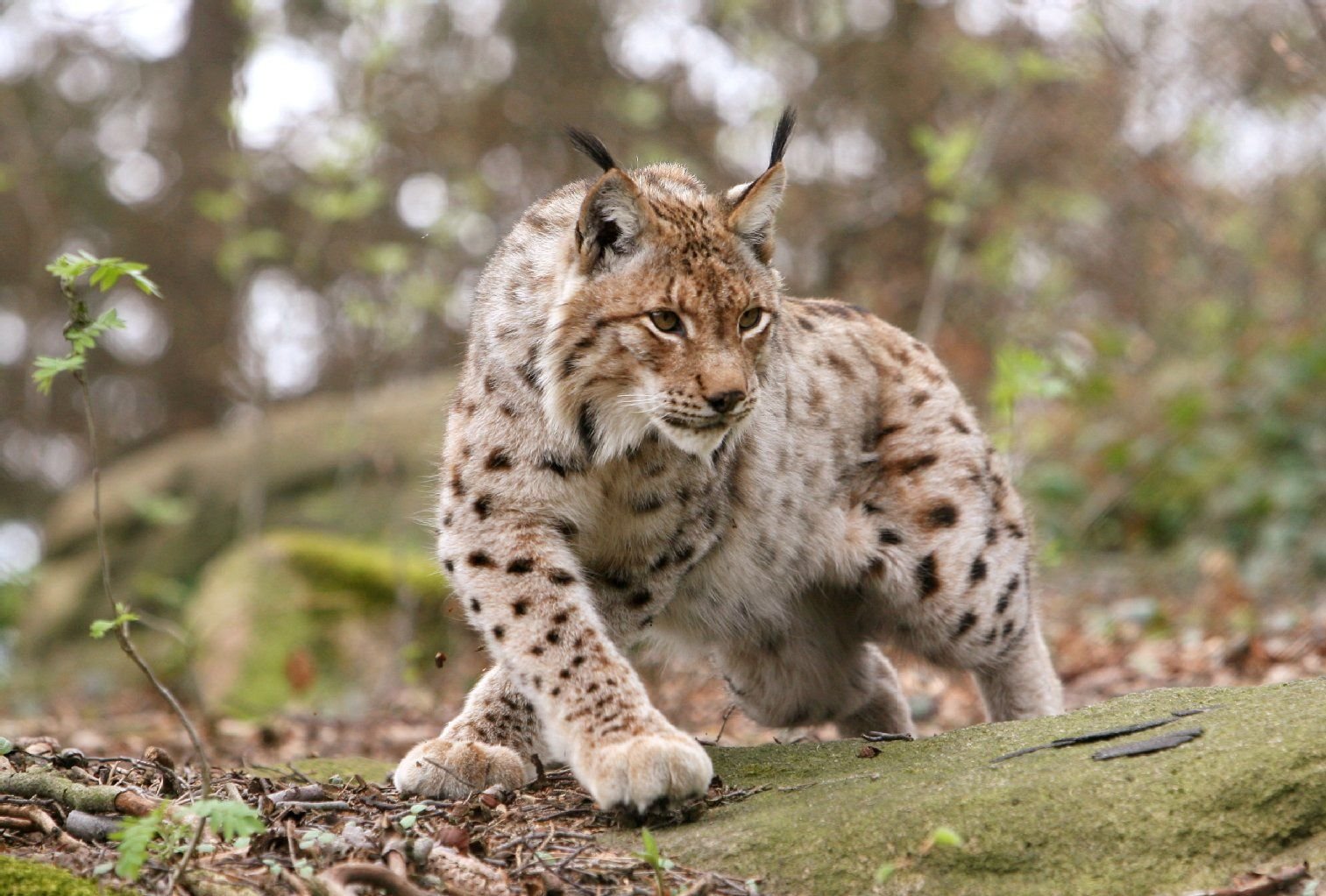Ein Luchs in einem Luchsgehege