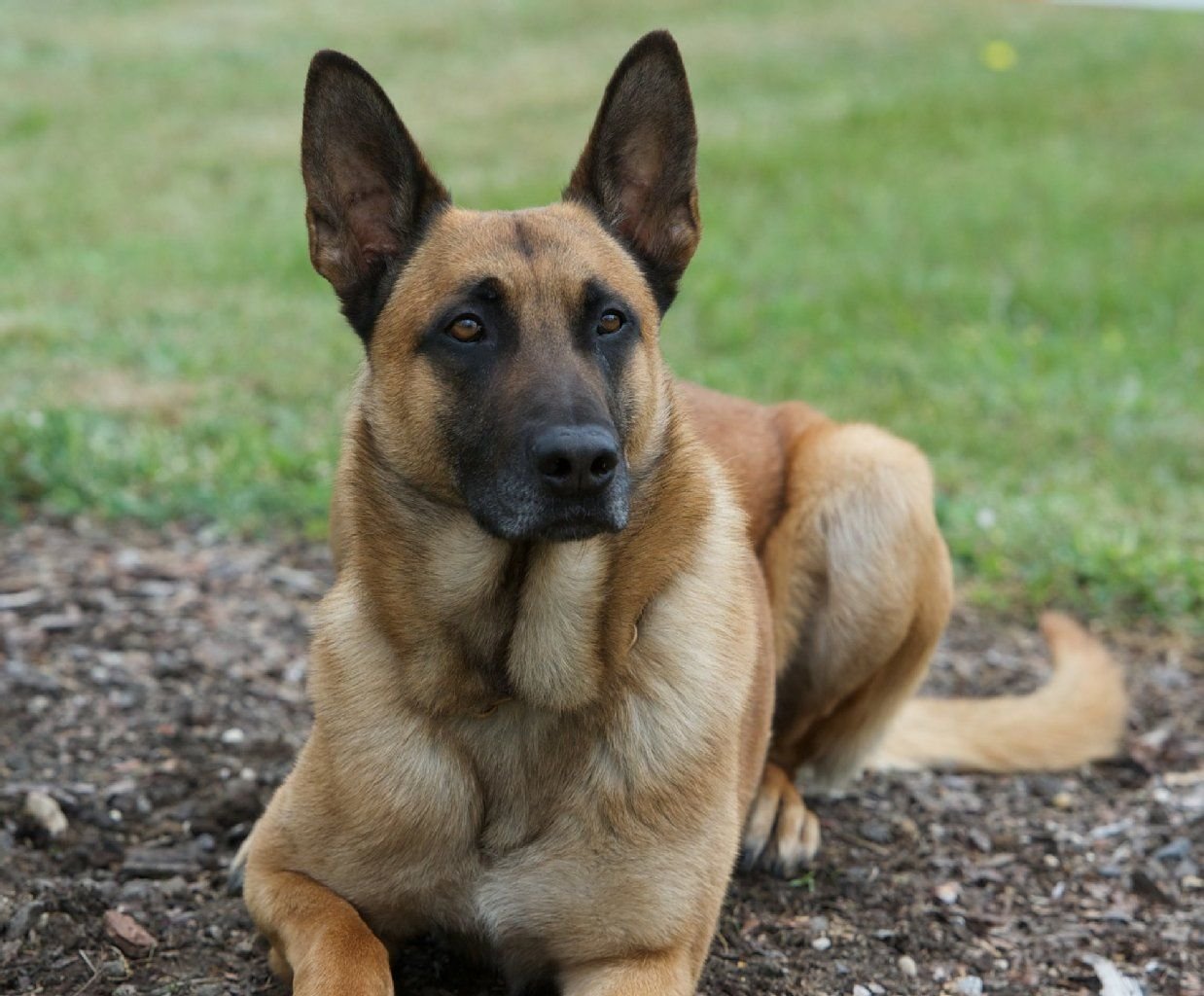 Ein Polizeihund (Malinois) wartet auf die Anweisungen