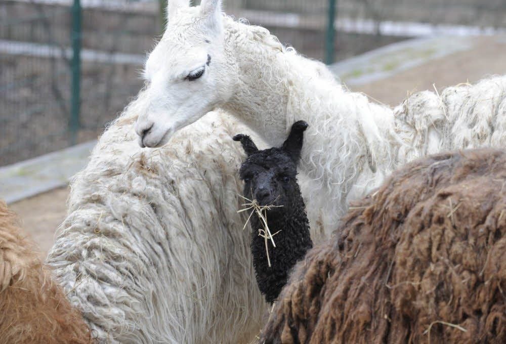 Lama Marla kam im Zoo mit schwarzem Fell zur Welt.