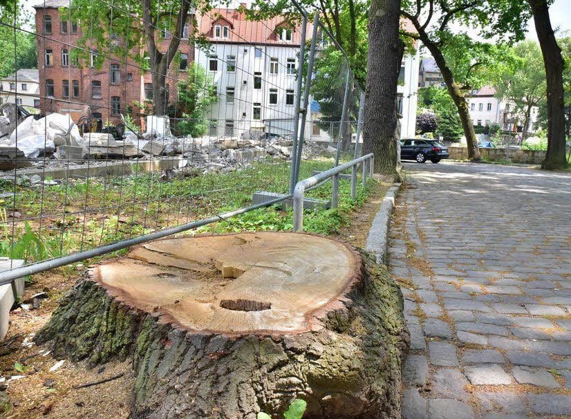 Von der Schillerlinde ist nur dieser Stumpf übriggeblieben.