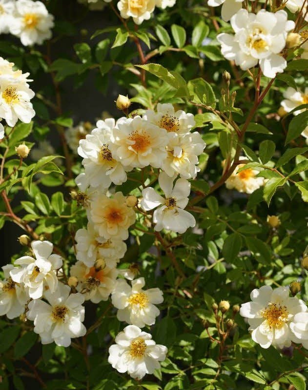 Diese Rose soll am Freitag getauft werden.