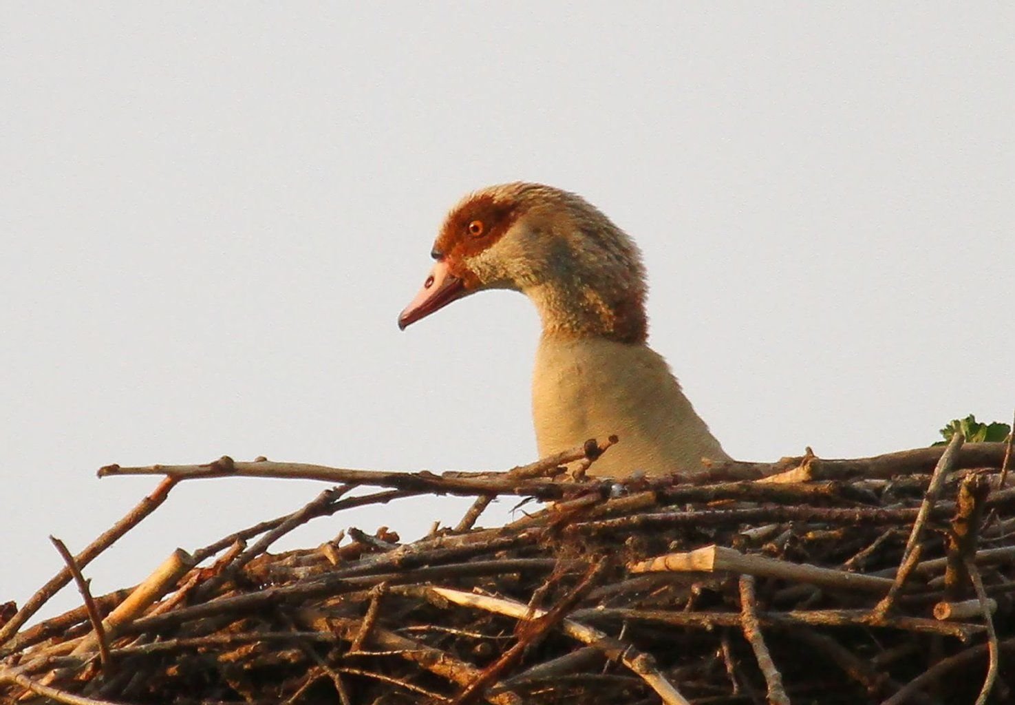 Die Nilgänse haben die Störche vertrieben.