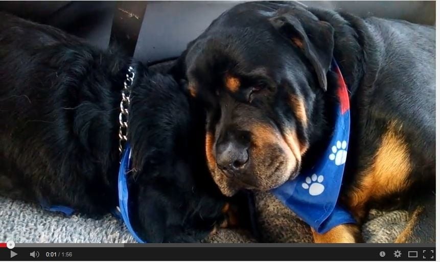 Das Video des "weinenden" Rottweilers wird im Netz millionenfach geklickt.