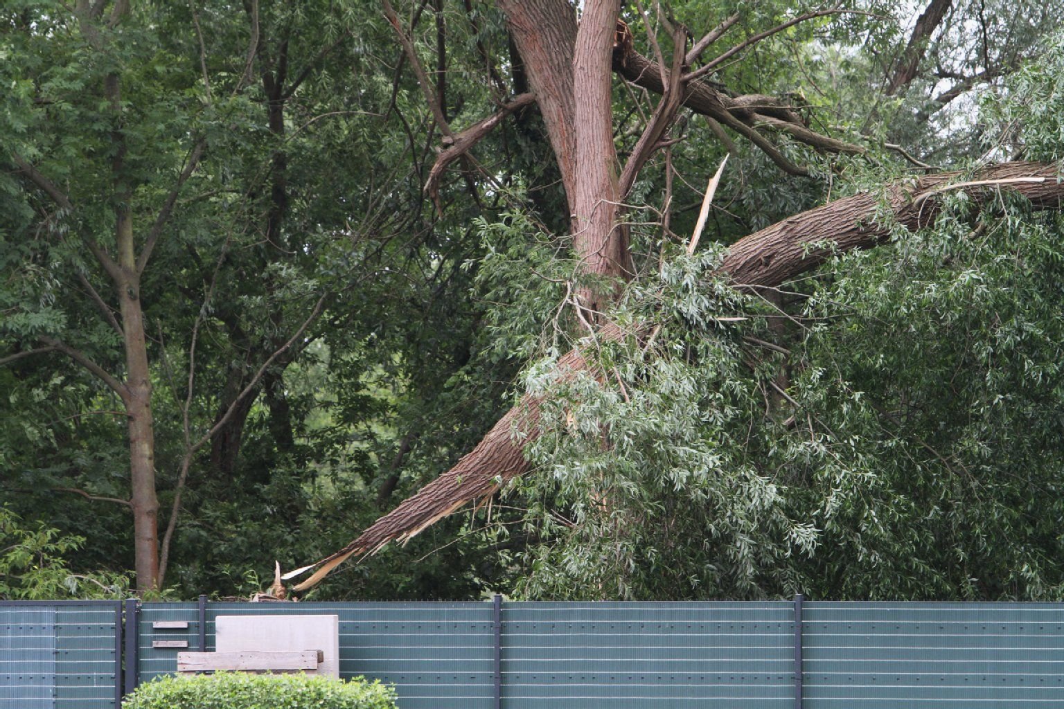 Ein umgestürzter Baum ist auf dem Bugagelände in Rathenow (Brandenburg).