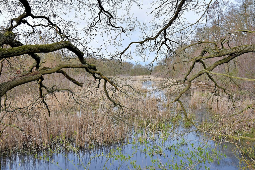 Die Dornburger Alte Elbe im Naturschutzgebiet Kreuzhorst bei Pechau. Der Fluss verlandet zusehends. Ohne revitalisierende Gegenmaßnahmen dauert es wohl nicht mehr lange, bis das Gewässer komplett verschwunden ist.