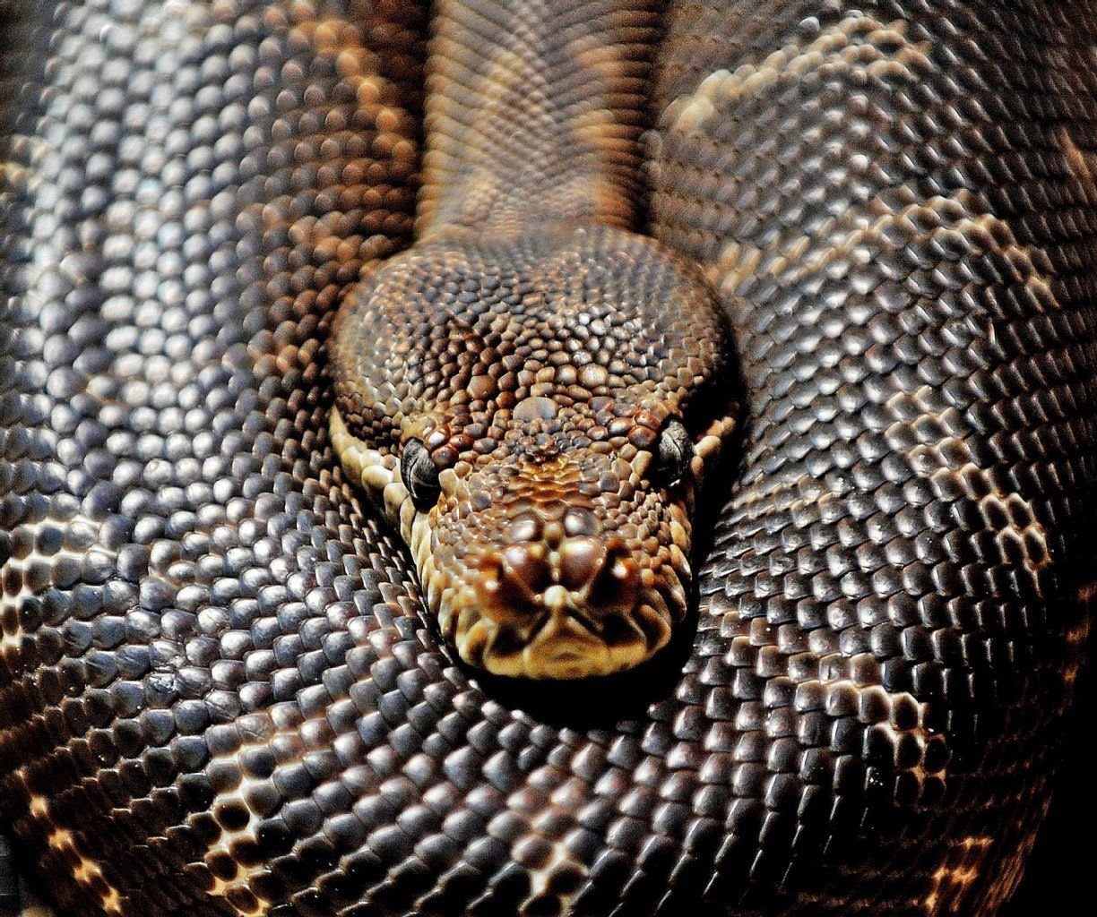 Pythons zählen zur Klasse der Reptilien und können über sechs Meter lang sein.