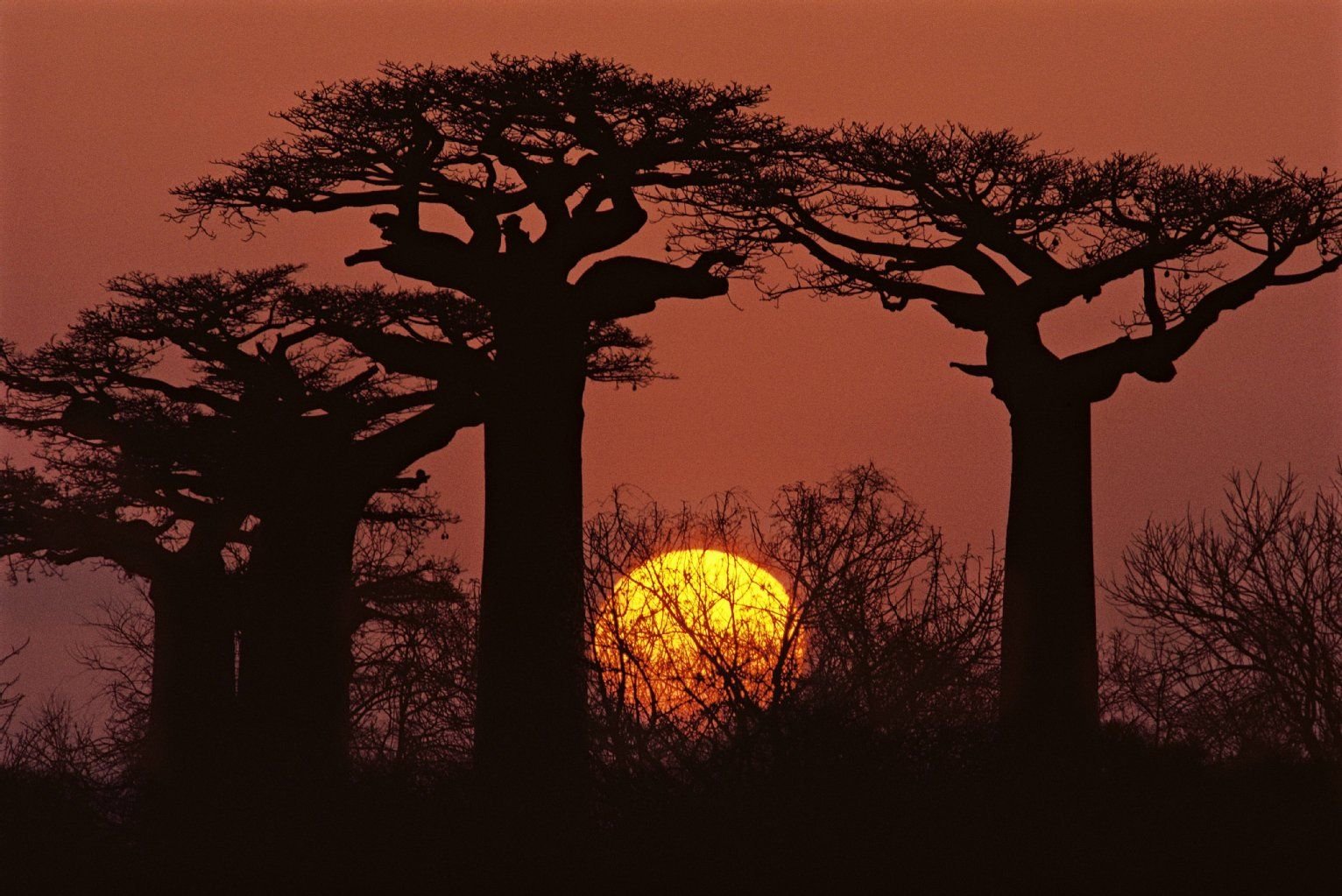 Einzigartige Natur: Baobab-Bäume (Affenbrotbäume) auf Madagaskar.