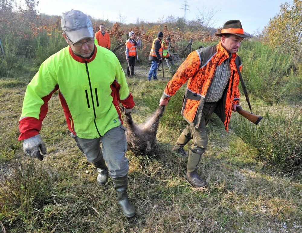 Erfolgreiche Jagd: Zwei Teilnehmer ziehen ein Wildschwein, das in einem fast mannshoch mit Ginster bewachsenen Areal geschossen wurde.