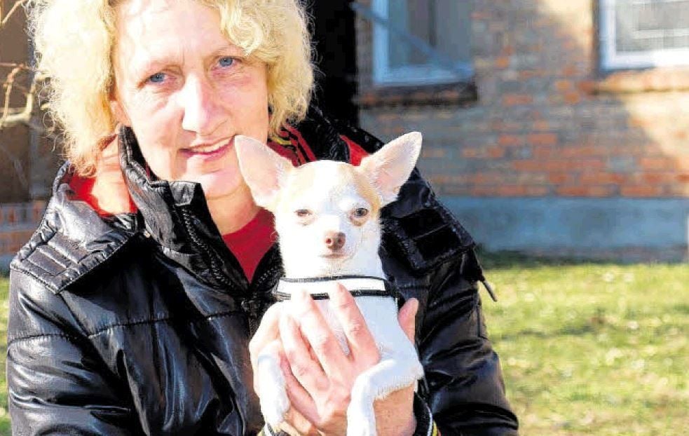 Helgrid Schüler, Mitarbeiterin im Tierheim Plömnitz, hat den ausgesetzten Chihuahua Rocky im Arm.
