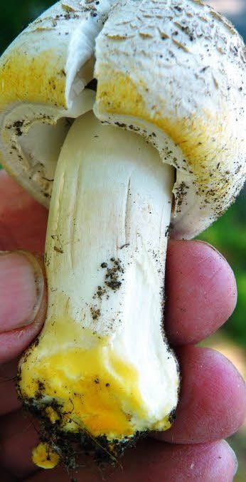 Ebenfalls giftig: der Karbol-Champignon