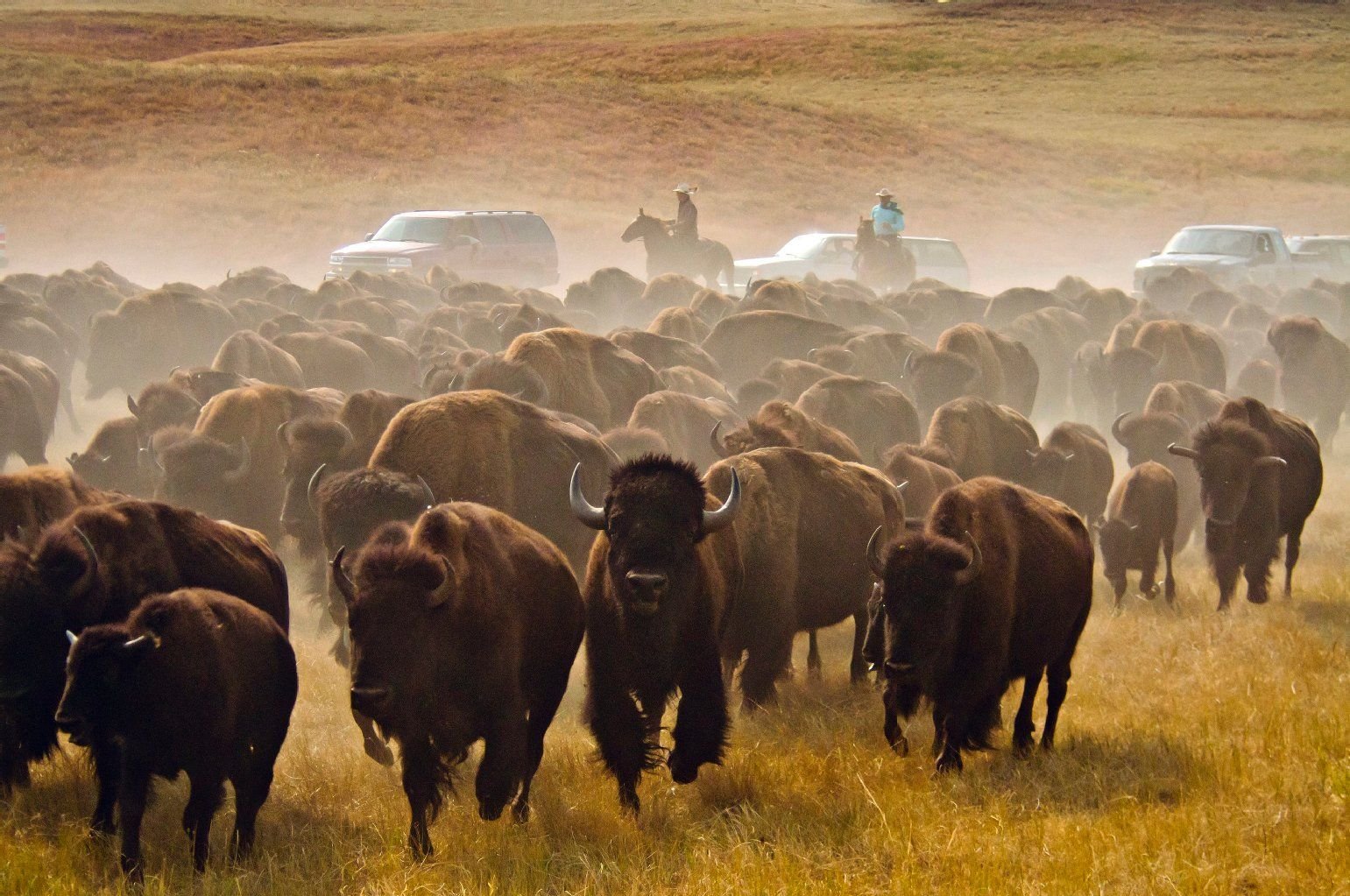 Auftritt im Morgengrauen: Das Buffalo Roundup ist das jährliche Highlight im Custer State Park.