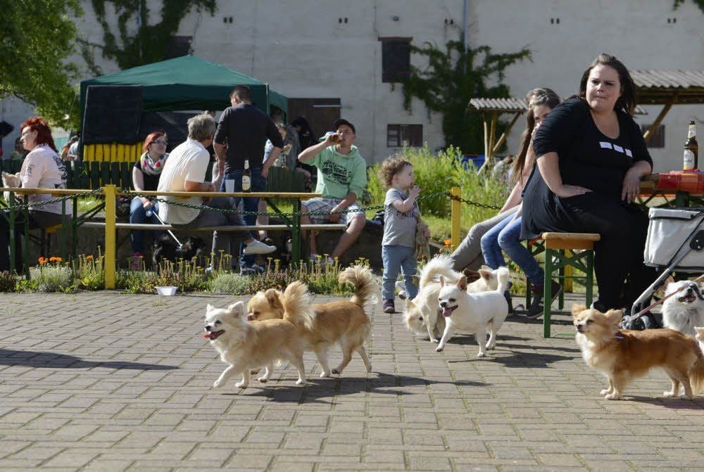 Chihuahuas in allen möglichen Farben wuseln über den Hof der Öko-Domäne in Bobbe.