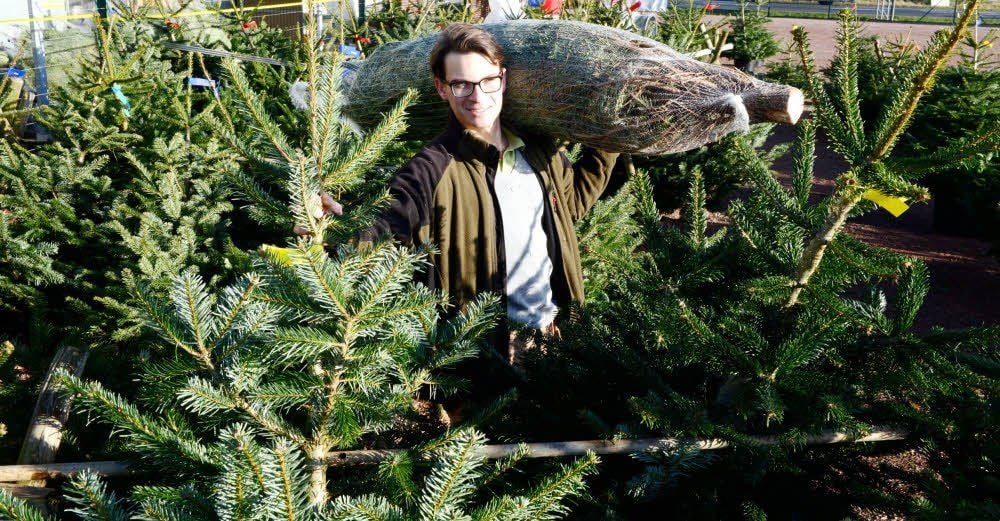 Oh Tannenbaum! Thomas Göricke führt, seitdem er 23 Jahre alt ist, die Saalebaumschule. Gerade läuft das Geschäft mit Weihnachtsbäumen.